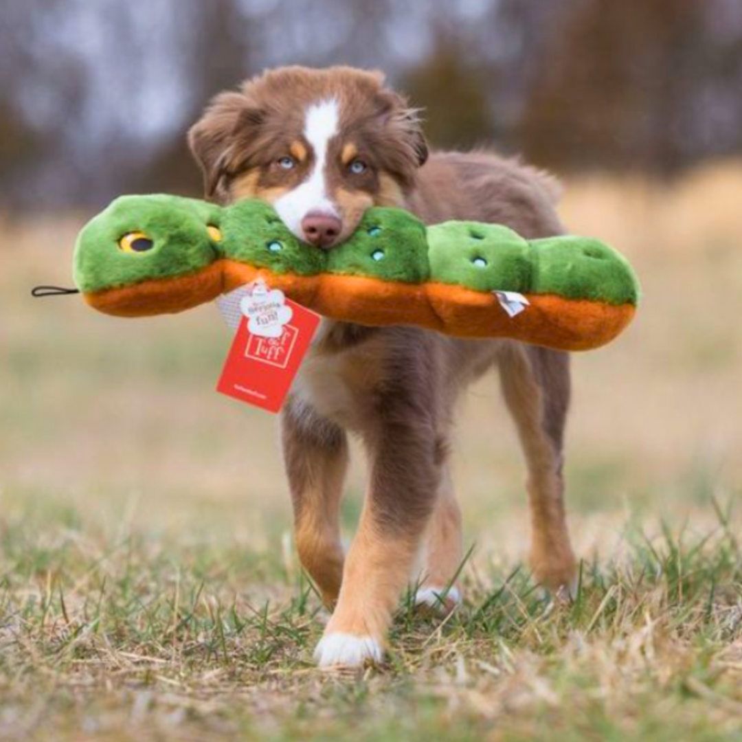 A multi coloured dog standing in a field with the Fluff & Tuff Katie Caterpillar Plush Dog Toy in their mouth. It is green in colour and has colourful stitching all over in all the details. You can see yellow peeking out from the underside.