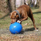 Boomer Ball for Dogs