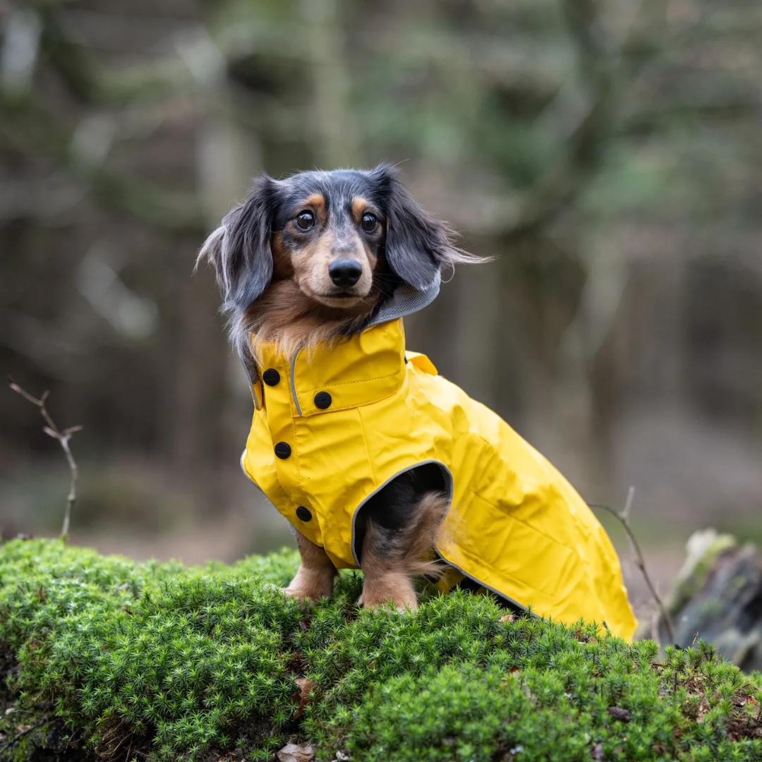 Rukka Stream Yellow Raincoat Fetch Your Pet Needs