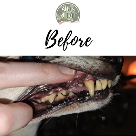 Dog's teeth before using Atlas and Tail DentaPaste