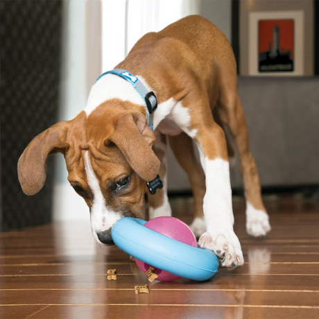 Boxer puppy playing with the Kong Gyro for puppies.
