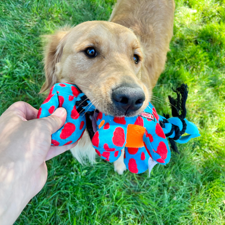 Retriever taking the Kong Signature Dynos toy from a person's hand.