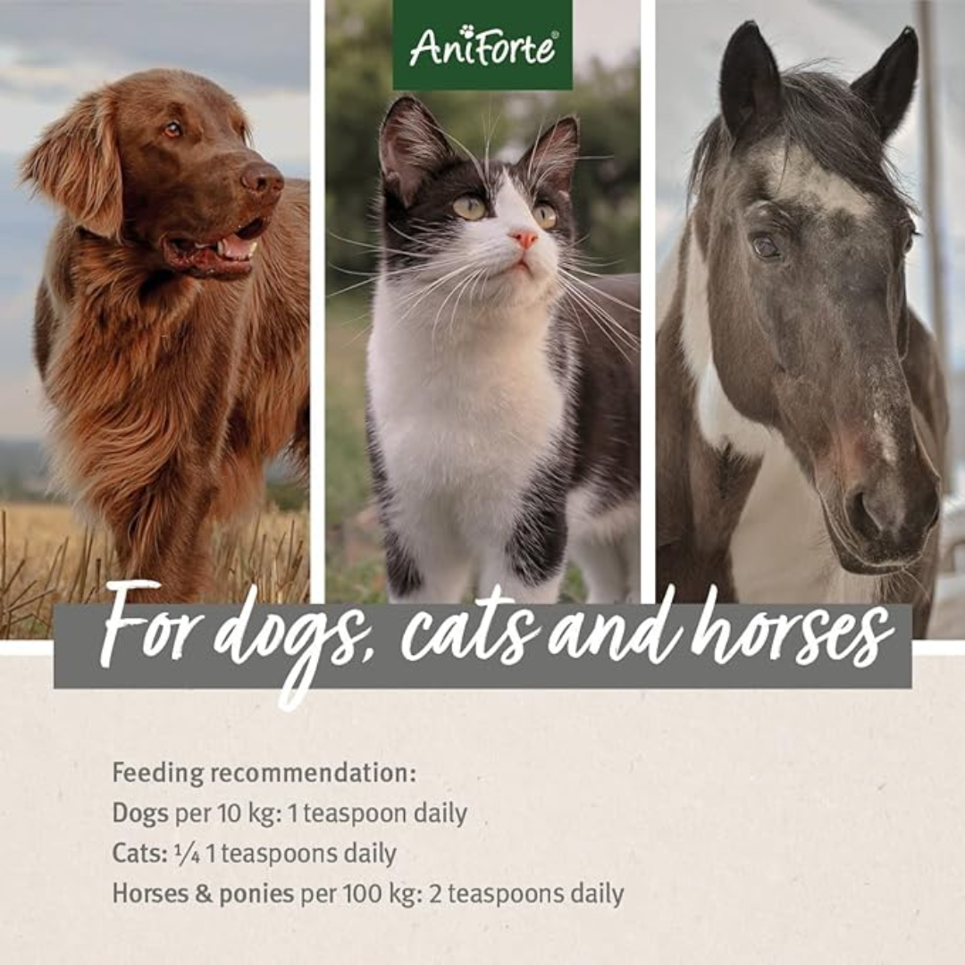 Feeding Recommendations for Aniforte Organic Hemp Oil for Cats, Dogs and Horses