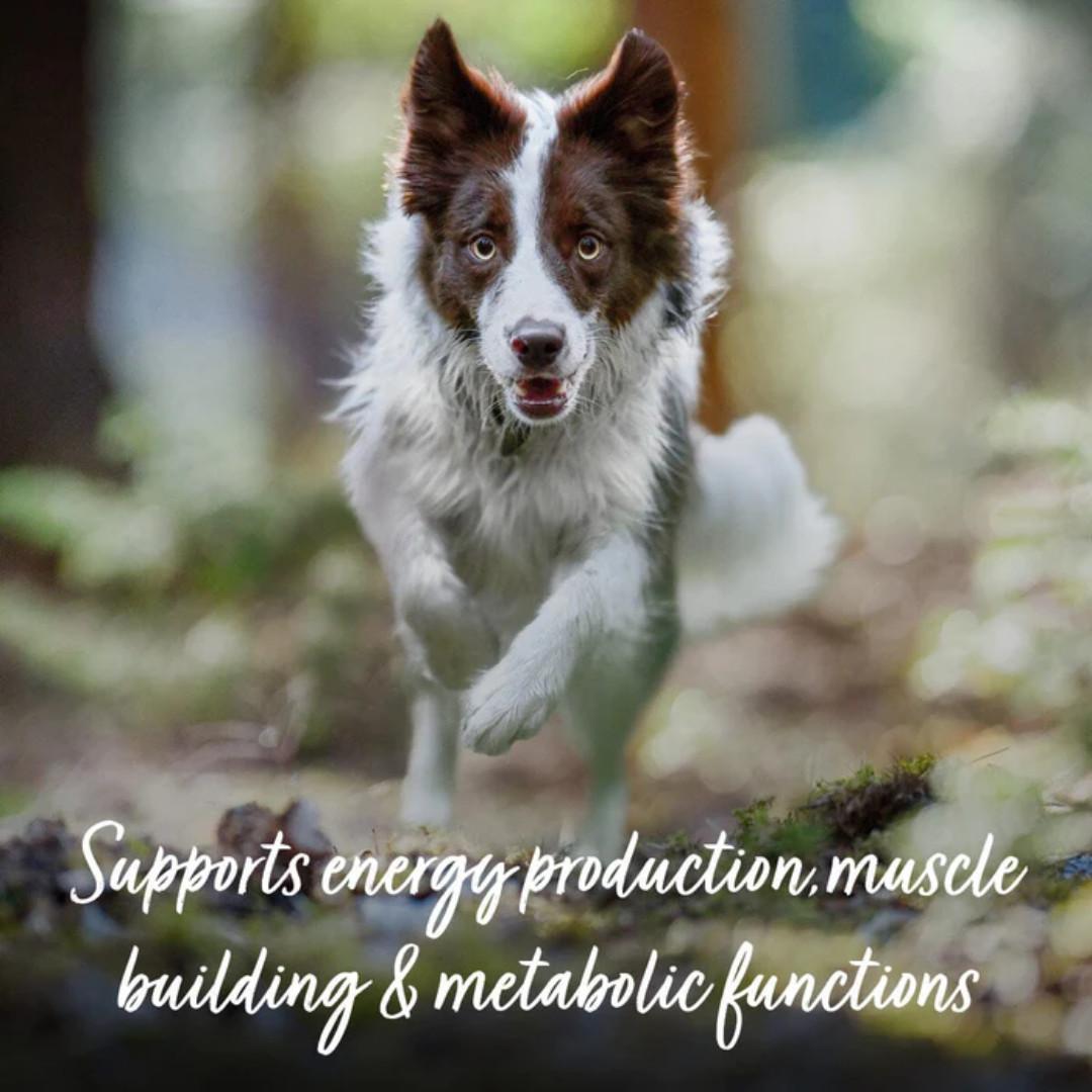 Collie running towards the camera above text "Supports energy production, muscle building and metabolic functions"