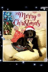 Cara Rescue Dogs Christmas Cards - 10 Pack