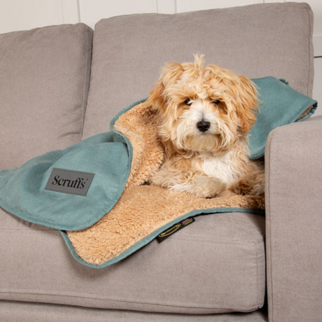 Terrier dog on a sofa, wrapped in the Scruffs Snuggle Blanket in Sage Green.