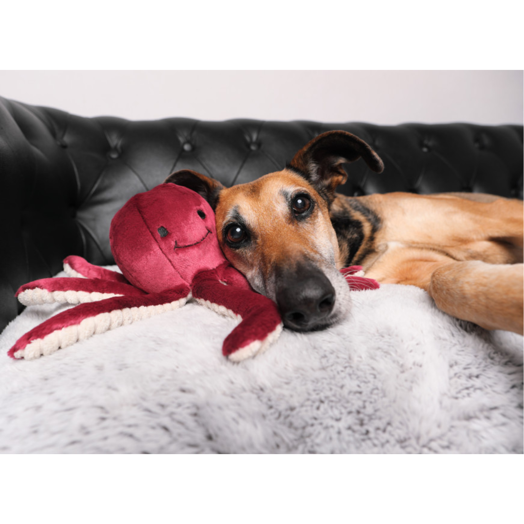 A dog and a Fluff & Tuff Olympia Octopus Plush Dog Toy are on a couch. Toy is a berry colour with a textured beige underside of the tentacles. 