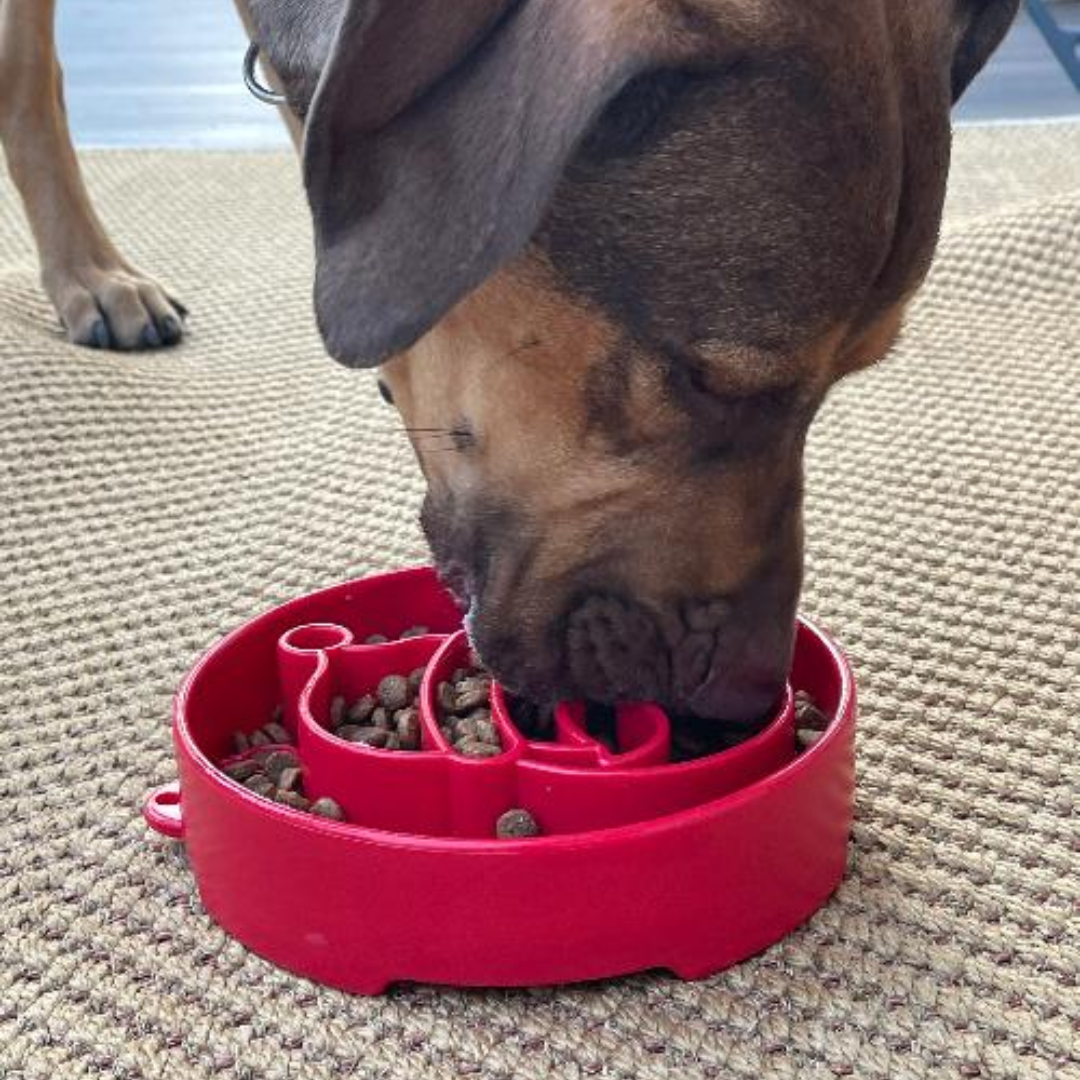 SodaPup Santa eBowl Slow Feeder