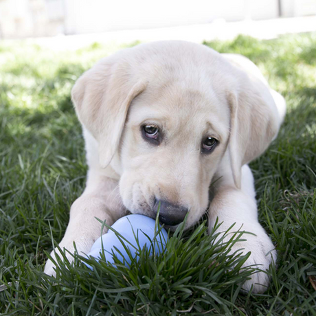 Kong Classic Puppy Toy