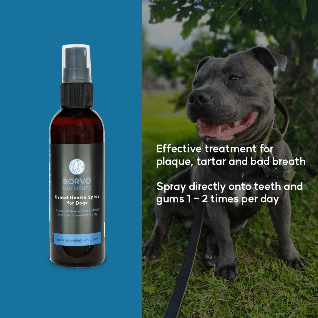 Infographic of how to use the Borvo Nutrients Dental Health Spray 100ml.