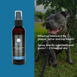 Infographic of how to use the Borvo Nutrients Dental Health Spray 100ml.