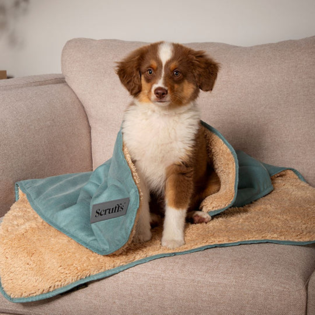 Puppy sitting on a sage green Scruff Snuggle Blanket on a sofa.