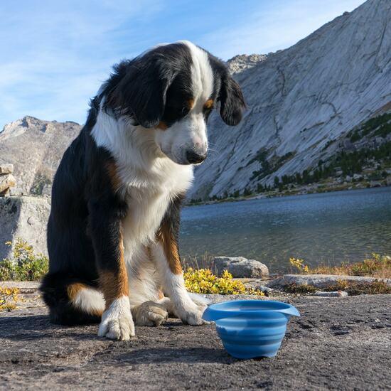 Dog Travel Bowl | Kurgo Collapse A Bowl