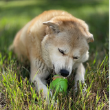 A dog eating from the SodaPup Gnome Chew and Treat Dispenser outside on the grass