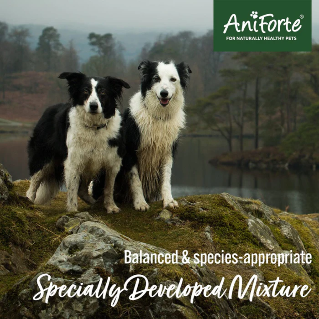 Two Border Collies standing in front of a lake with the text " Balanced and Species Appropriate, Specially Developed Mixture"