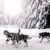 Infogrfaphic from Alpha Spirit Website of huskies pulling a sled.