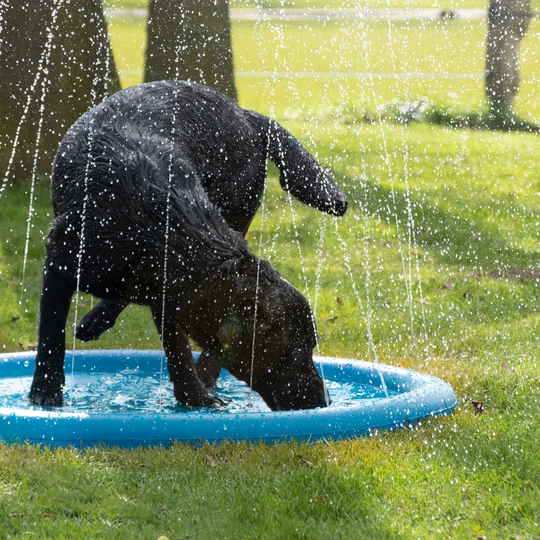 Wet dog sprinkler 2025