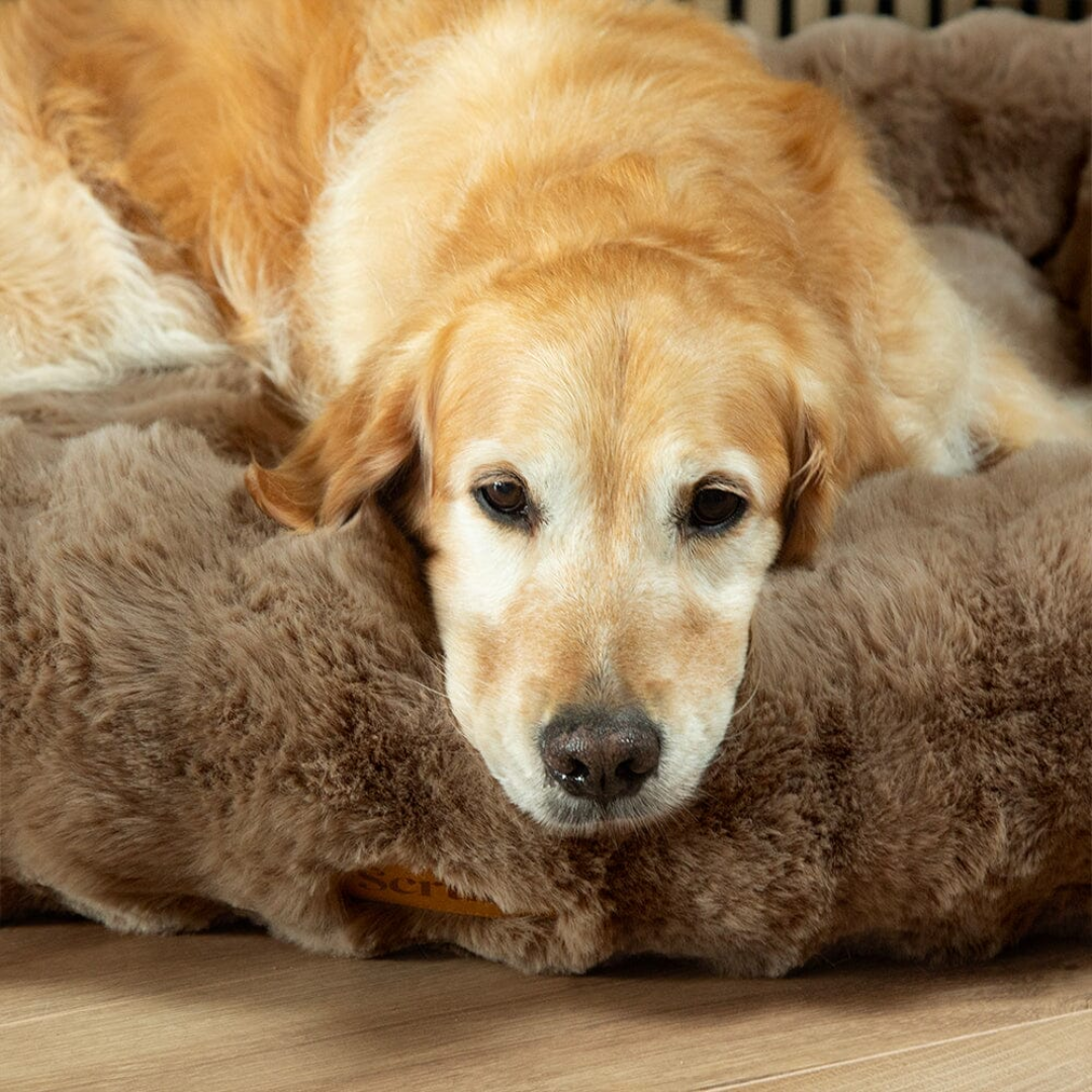Scruffs Alpine Box Bed