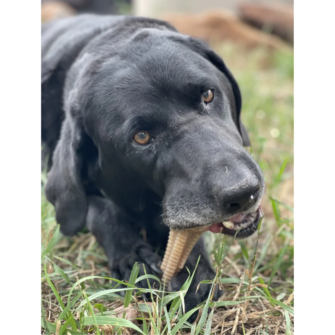 SodaPup Honey Ultra Durable Chew