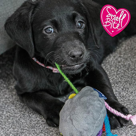 Plush Octopus Dog Toy