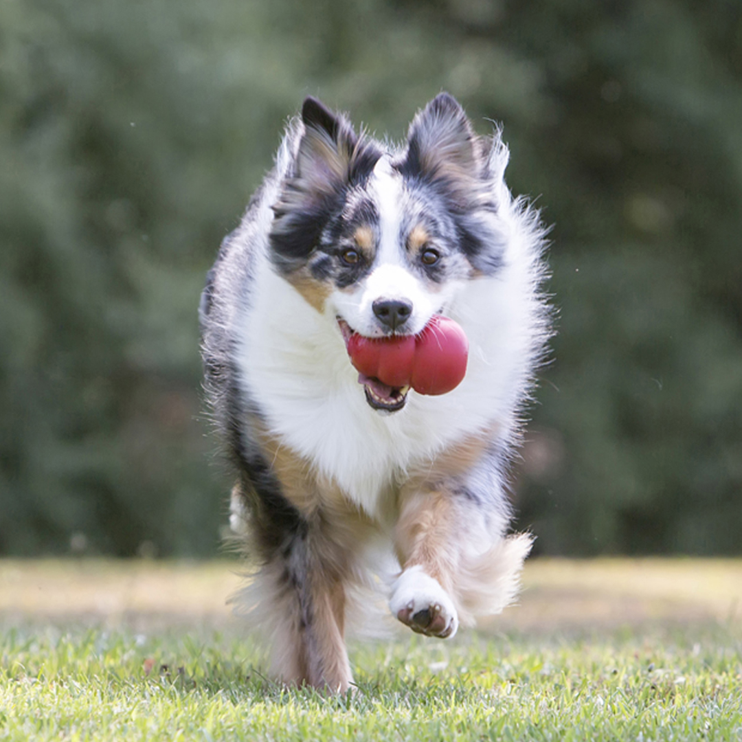 Kong Classic Dog Toy