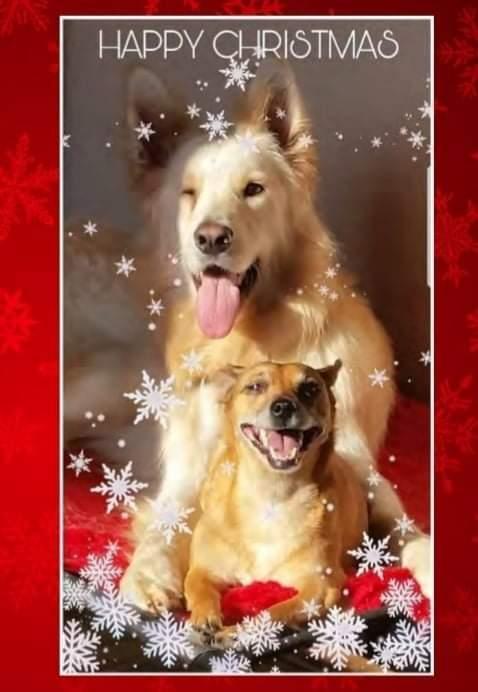 Cara Rescue Dogs Christmas Cards - 10 Pack