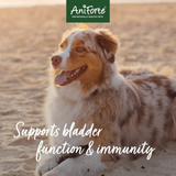 Image of a brown and white dog with text saying " Supports bladder function and immunity"