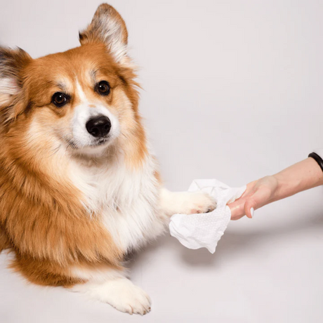Corgi's paw being cleaned with a Natural Dog Company Grooming Wipe