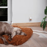 Beaphar CaniComfort Calming Diffuser Refill for Dogs
