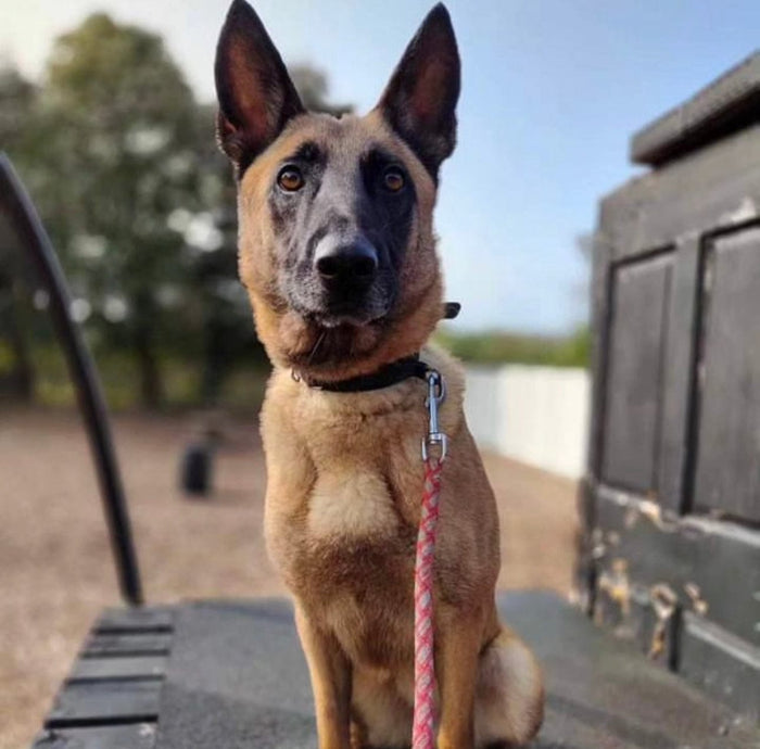 Cara Rescue Dogs Cara Rescue info