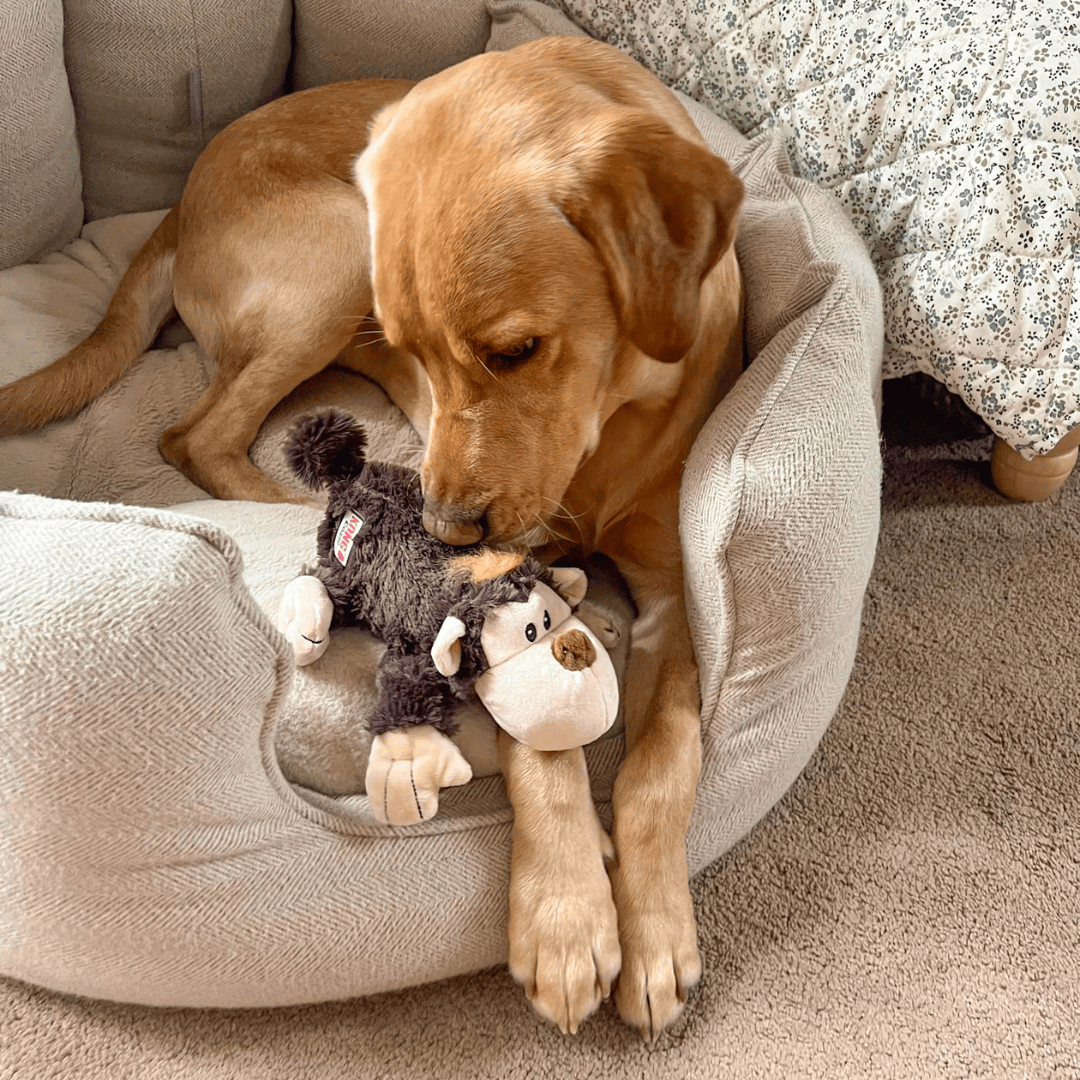 Dog playing with a plush toy on a cushioned chair
