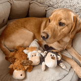 Dog lying on a couch with three Kong Cozies plush toys resembling different animals
