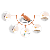Multiway Vet Duocaps - Kidney