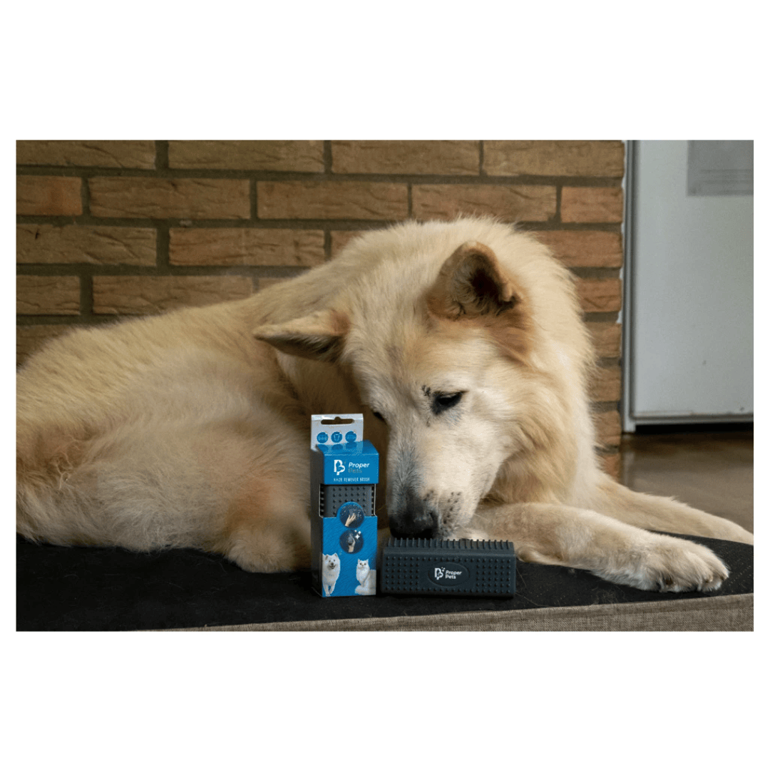 A sandy coloured dog posed beside the proper pets hair remover brush on their bed.