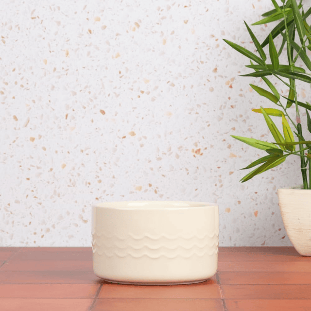 Scruffs Icon Cream Water Bowl 15cm
on the ground beside a house plant