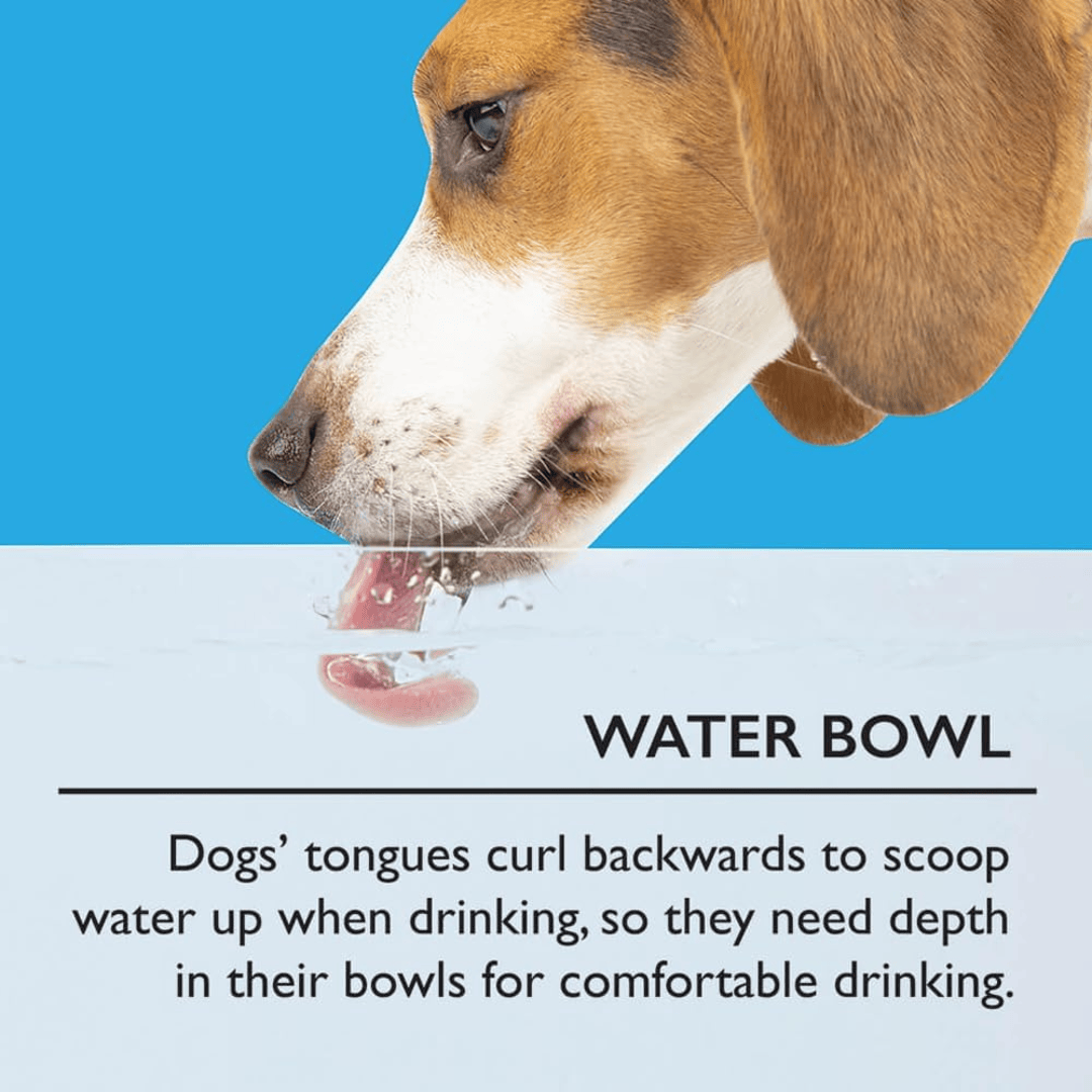 Dog drinking water with text about water bowl depth requirements on a blue and white background