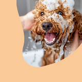 Lumi-Noble Sensitive Pet Shampoo