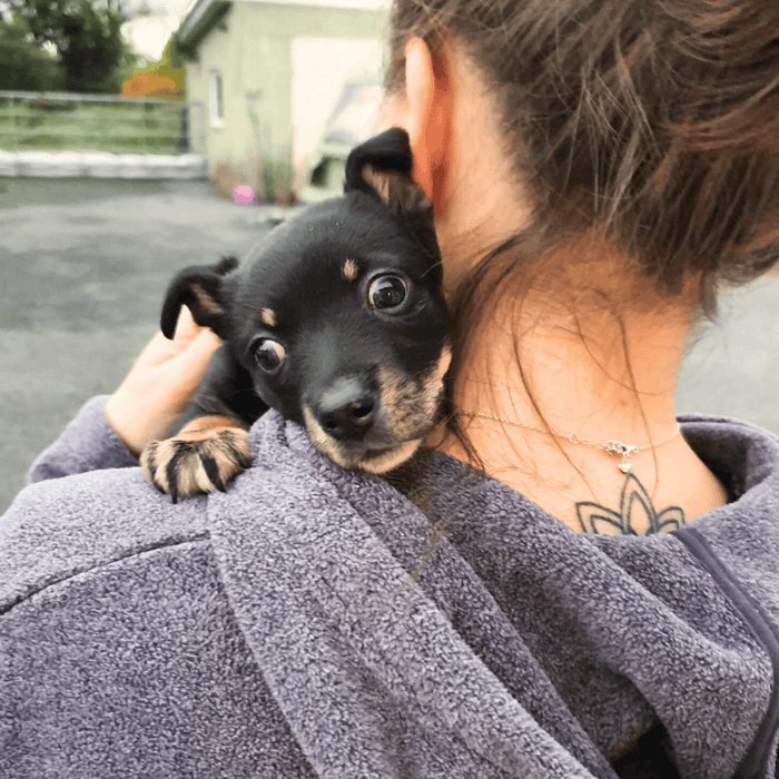 Cara Rescue Dogs Cara Rescue info