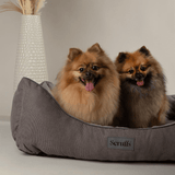 Two small dogs sitting on a gray pet bed with a decorative vase in the background.