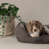 Dog lying on a Scruffs pet bed with a plant in the background