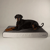 Scruffs ArmourDillo Orthopedic Dog Bed