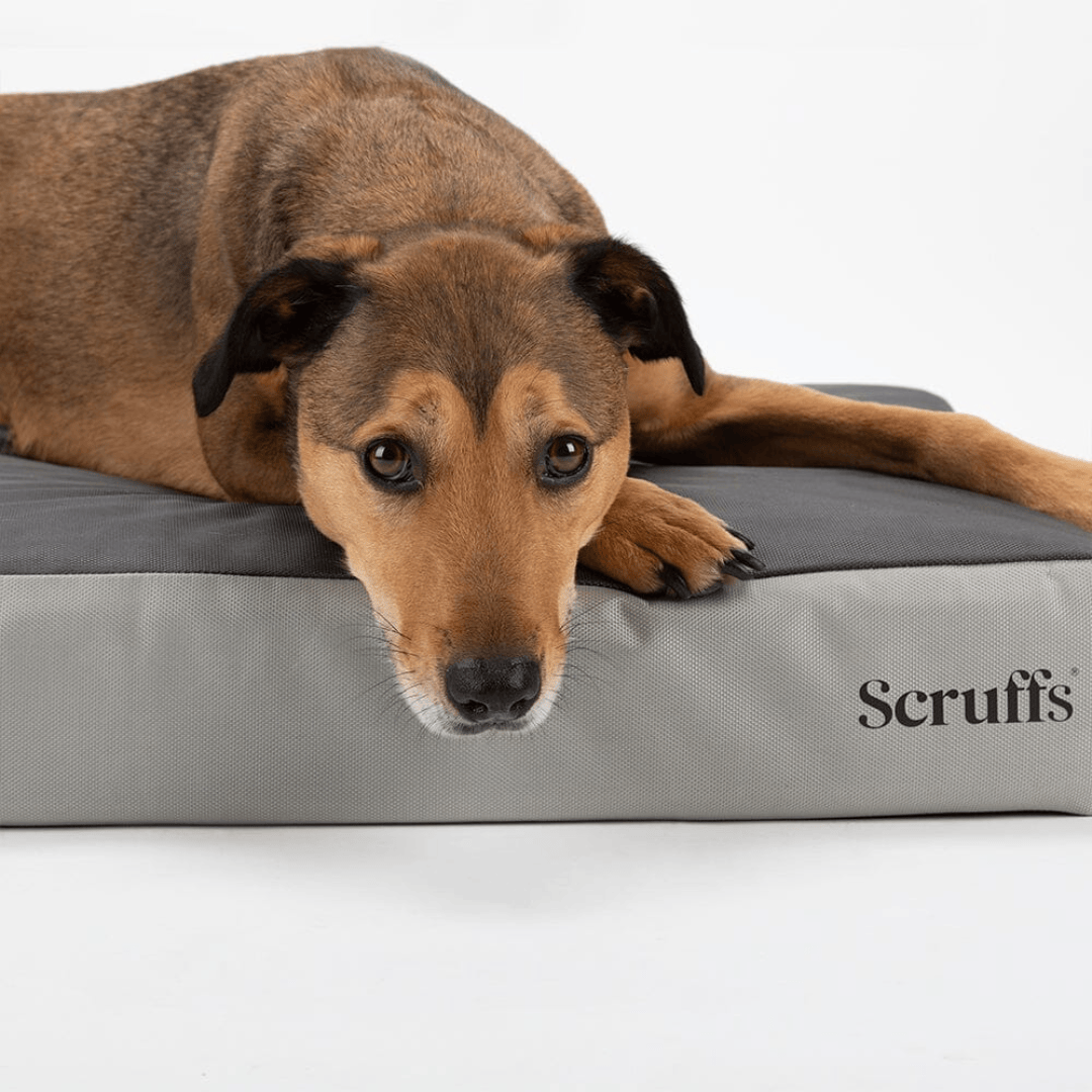 Scruffs ArmourDillo Orthopedic Dog Bed