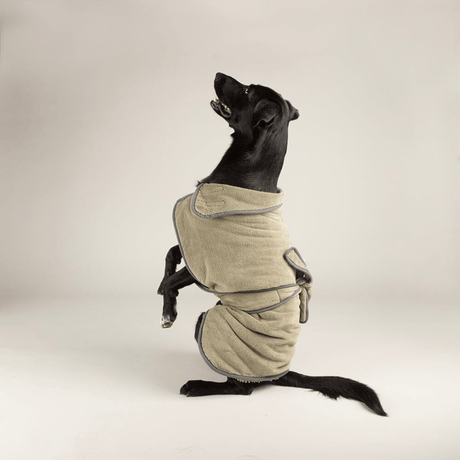 Dog wearing a Scruffs Expedition Microfibre Dog Drying Coat on a plain background