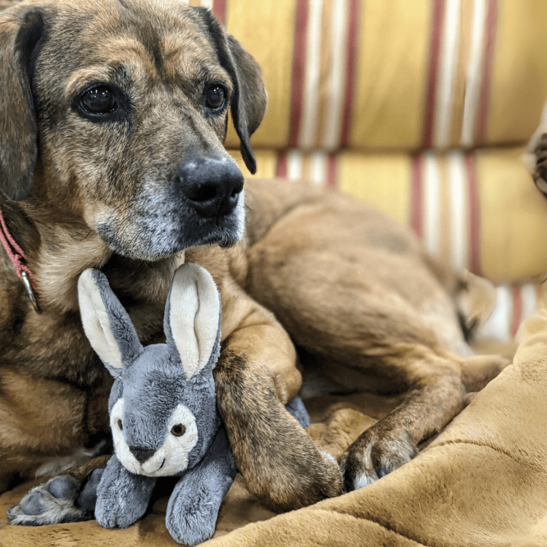 Dog holding a Jessica Bunny stuffed rabbit toy on a striped couch