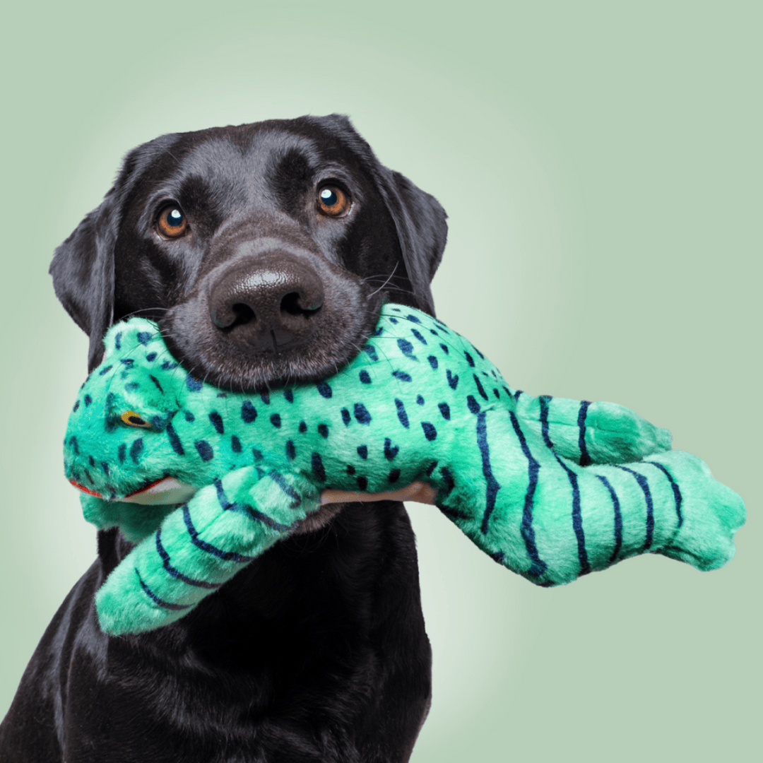 Black dog holding a green Oliver frog plush toy against a light green background