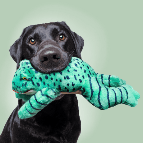 Black dog holding a green Oliver frog plush toy against a light green background