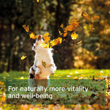 Aniforte Salmon Oil Capsules