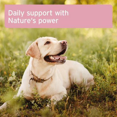 Aniforte Kidney Vetal Powder