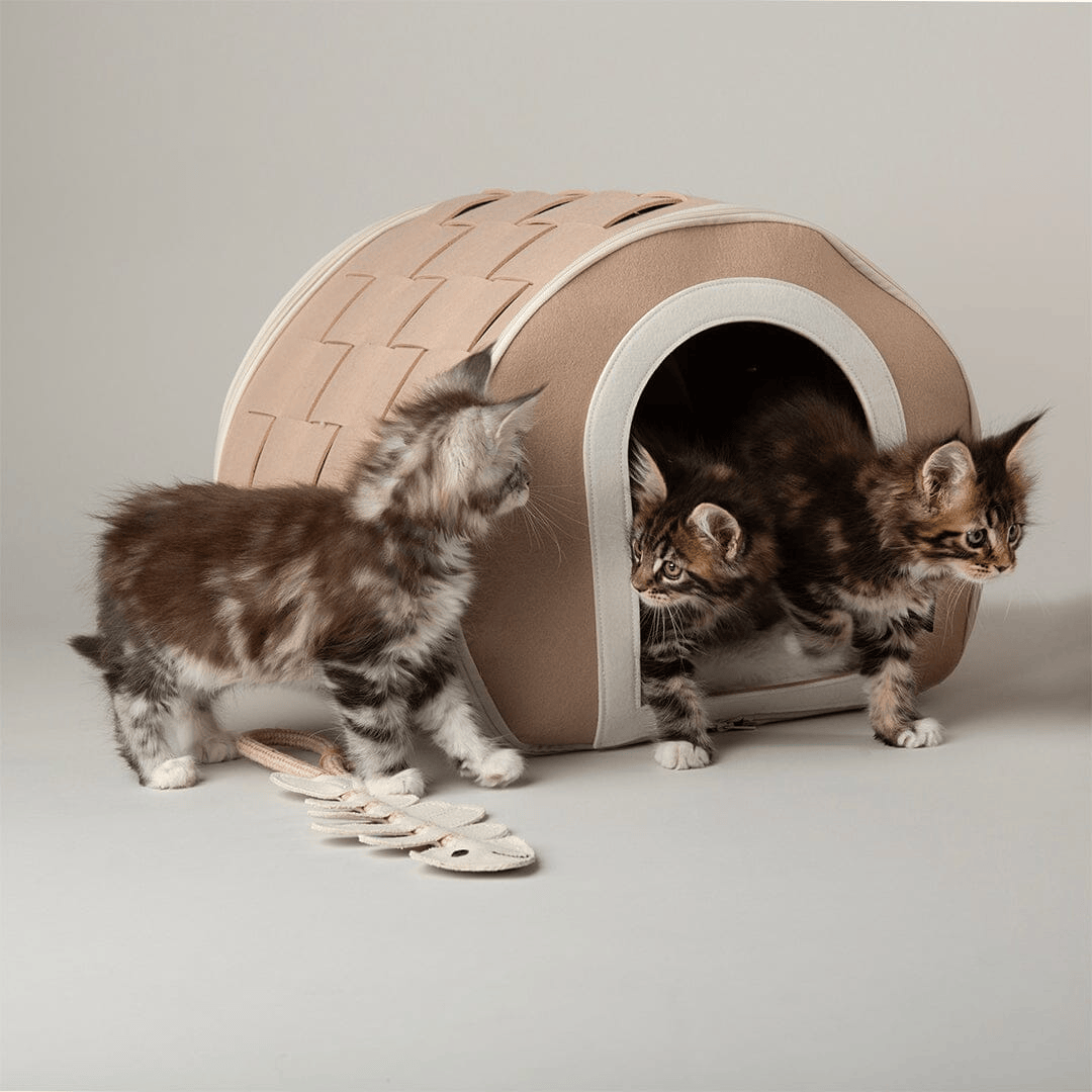 Three kittens playing around a beige pet house on a light gray background