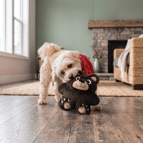 A small fluffy dog wearing a red bandana stands on a wooden floor in a cozy living room, playfully biting a plush Kong Snuzzles teddy bear toy.